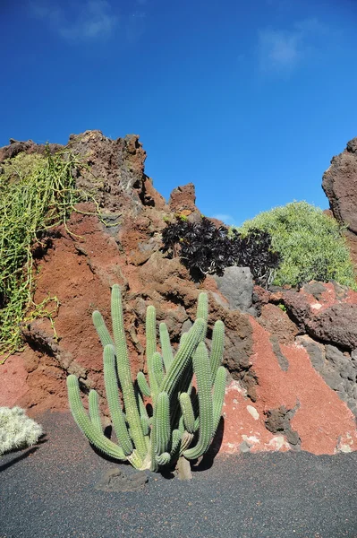 Kaktusar i en tropisk trädgård på Lanzarote — Stockfoto