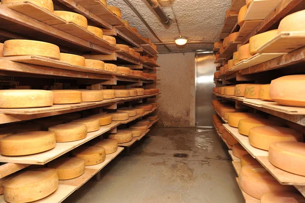 İnek sütü peyniri — Stok fotoğraf