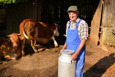 Çiftçi süt ineklerin ile organik tarım üzerinde çalışıyor