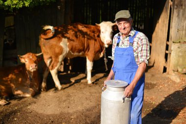 Farmer is working on the organic farm with dairy cows clipart