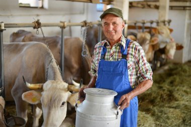 Картина, постер, плакат, фотообои "фермер работает на органической ферме с молочными коровами
", артикул 82681296