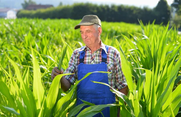 Biobauer schaut sich Zuckermais auf einem Feld an. — Stockfoto