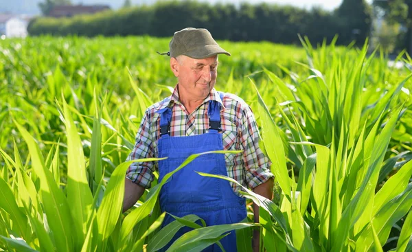 Rolnik ekologiczny patrząc na kukurydzy cukrowej w polu. — Zdjęcie stockowe