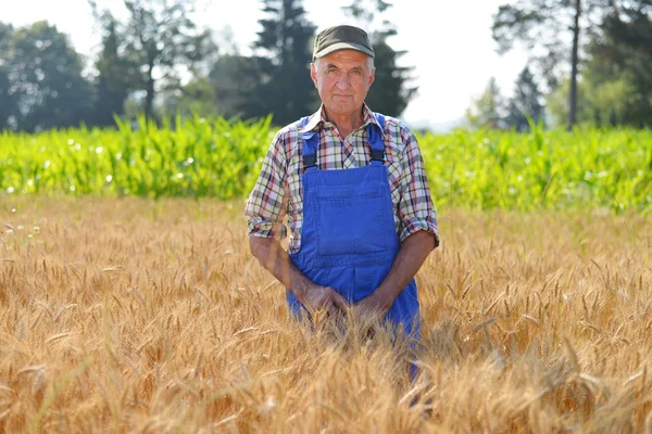 Agricultor orgânico trabalhando em um campo de trigo e olhando para a cultura — Fotografia de Stock