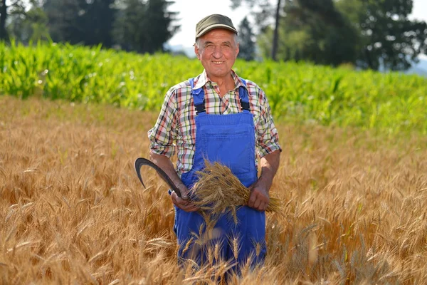 Agricoltore biologico che lavora in un campo di grano e guarda la coltura — Foto Stock