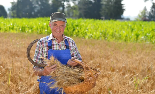Органічний фермер працює на пшеничному полі і дивиться на урожай — стокове фото