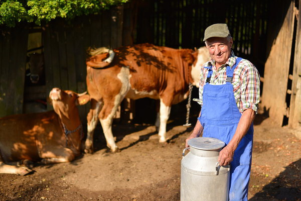 Farmer is working on the organic farm with dairy cows