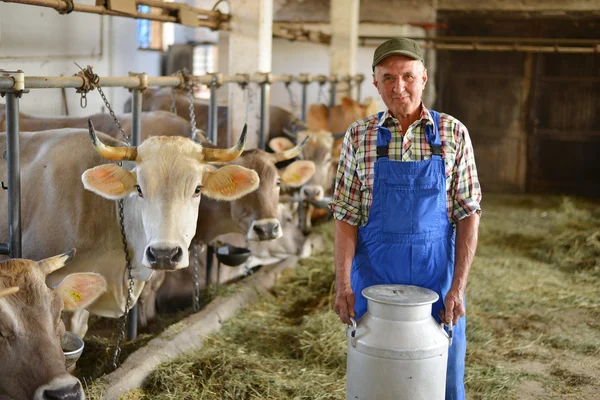 Αγρότης που εργάζεται στο βιολογικό αγρόκτημα με αγελάδες γαλακτοπαραγωγής — Φωτογραφία Αρχείου