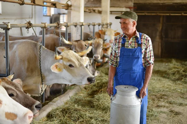 L'agricoltore lavora nell'azienda biologica con mucche da latte — Foto Stock