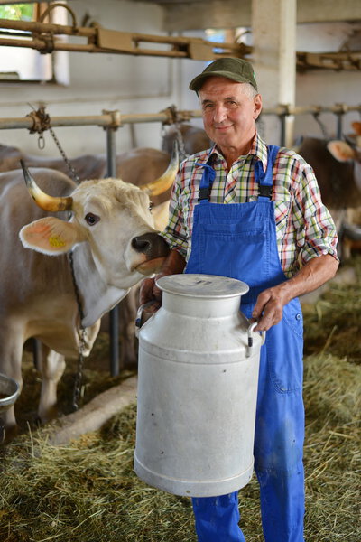 Farmer is working on the organic farm with dairy cows
