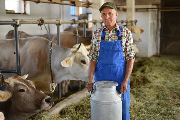 Farmer is working on the organic farm with dairy cows — Stock Photo, Image