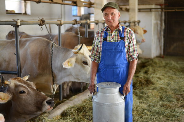 Farmer is working on the organic farm with dairy cows