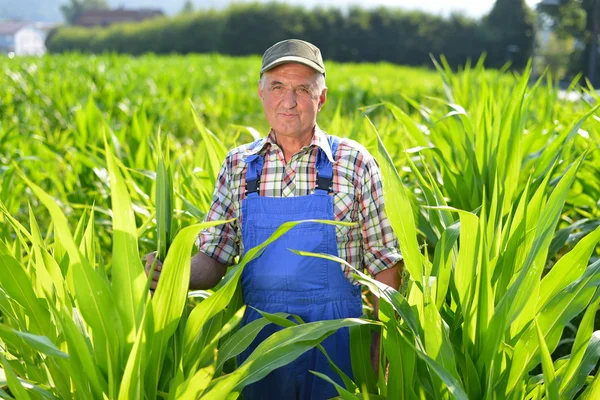 Ekologisk jordbrukare tittar på sockermajs i ett fält. — Stockfoto
