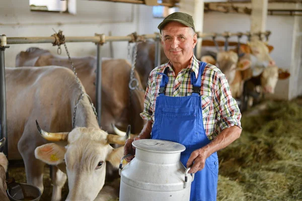 Bonde arbetar på en ekologisk gård med mjölkkor Stockfoto