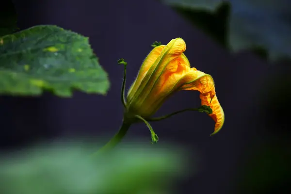 Świeże Kwiaty Dyni Ogrodzie — Zdjęcie stockowe