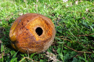 Düşmüş hindistan cevizi ve sincap tarafından ısırılmış yuvarlak bir delik.