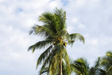 Hindistan cevizi meyvesi ve yapraklar ağaçta