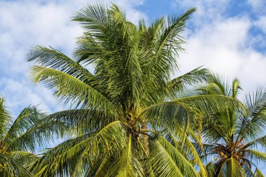 Hindistan cevizi meyvesi ve yapraklar ağaçta