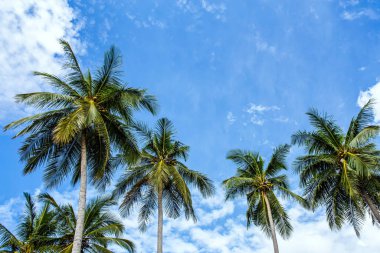 Hindistan cevizi (hindistan cevizi) palmiye ağaçları mavi gökyüzüne karşı