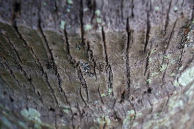 Hindistan cevizi ağacının dokusu