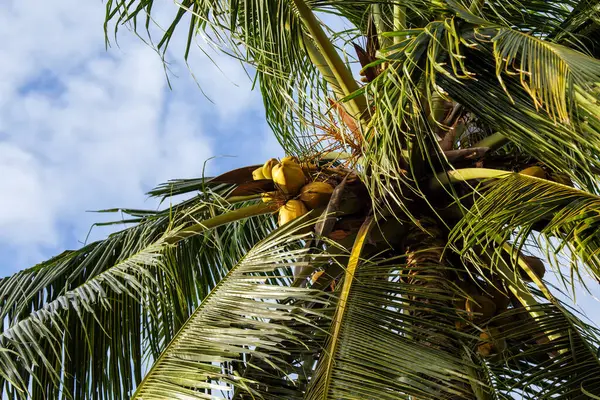 Fruta Coco Folhas Árvore — Fotografia de Stock
