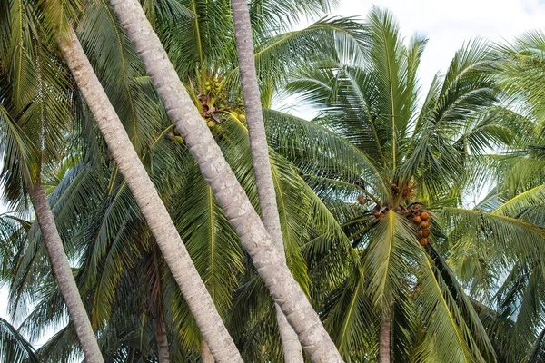 Kokosnussfrüchte Und Blätter Baum — Stockfoto