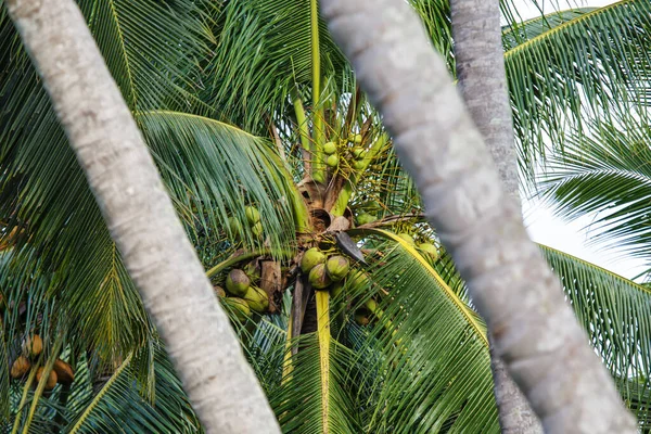 Kokosové Ovoce Listy Stromě — Stock fotografie