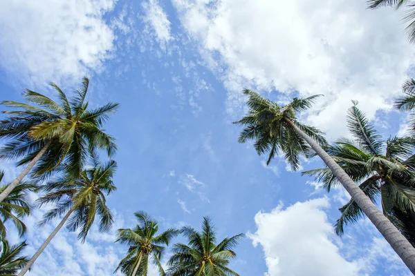 Coco Coco Palmeiras Contra Céu Azul — Fotografia de Stock