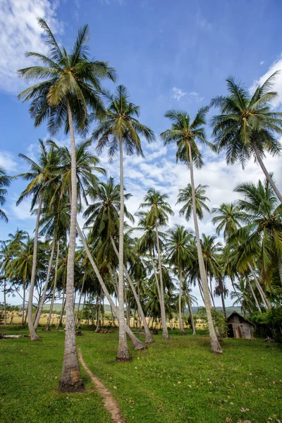 Cocotiers Cocoanut Palmiers Contre Ciel Bleu — Photo