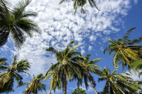 Cocotiers Cocoanut Palmiers Contre Ciel Bleu — Photo