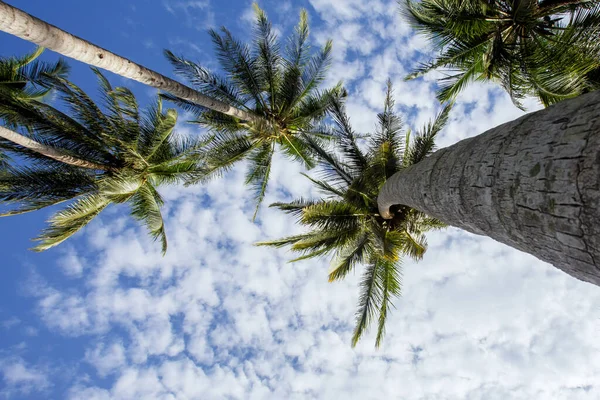 Kokosové Kokosové Palmy Proti Modré Obloze — Stock fotografie