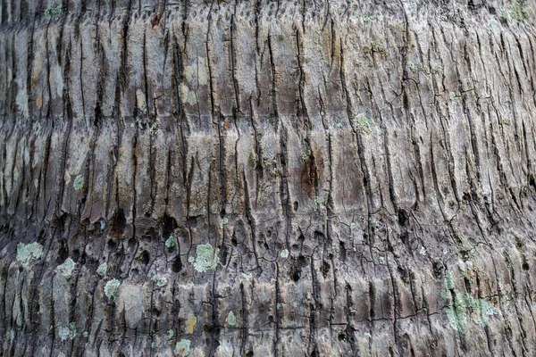 Textura Kokosového Stromu — Stock fotografie