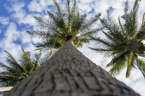 Coco Coco Palmeiras Contra Céu Azul — Fotografia de Stock