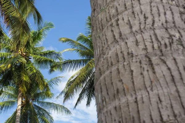 Coco Coco Palmeiras Contra Céu Azul — Fotografia de Stock