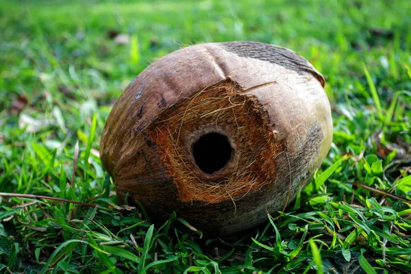 Upadły Kokos Okrągłą Dziurą Ugryzioną Przez Wiewiórkę — Zdjęcie stockowe