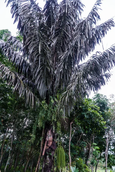 Palmeira Arenga Pinnata Que Tem Dado Frutos — Fotografia de Stock