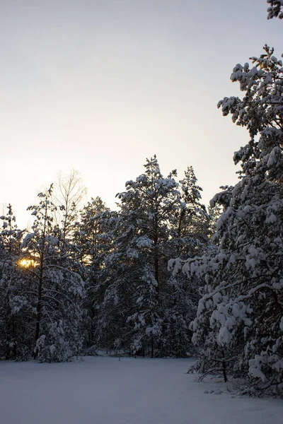 Winterwald Bei Sonnenuntergang — Stockfoto