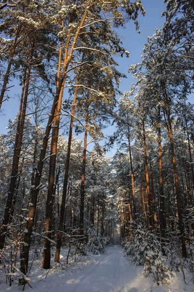 Schneestraße Sonnigen Winterwald — Stockfoto