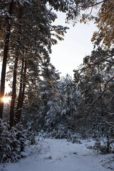 Floresta Inverno Pôr Sol — Fotografia de Stock