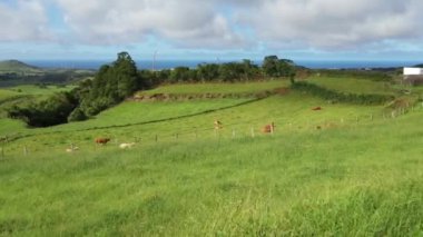 Azores adalarının güzel manzarasında ineklerin otladığı yeşil tarlalar.