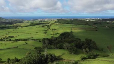 Azores adalarının güzel manzarasında ineklerin otladığı yeşil tarlalar.