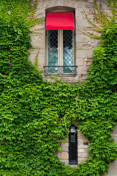 Ivy on the wall of an old house around the windo