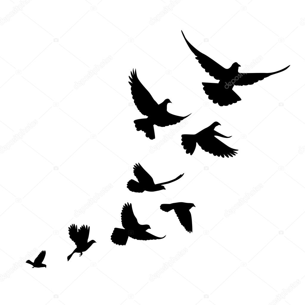 A flock of birds (pigeons) go up. Black silhouette on a white backgroun