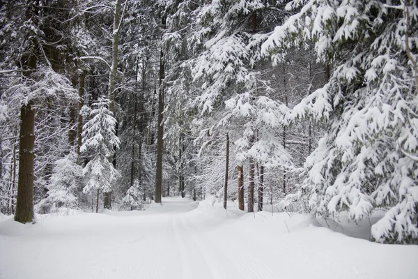 Paesaggio invernale. Foresta congelata — Foto Stock