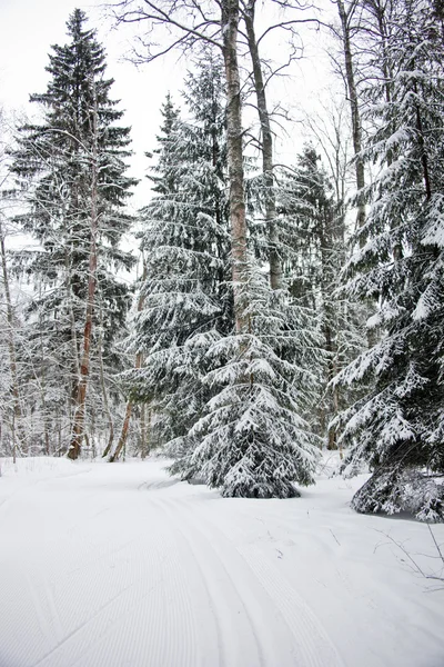 Paesaggio invernale. Foresta congelata — Foto Stock