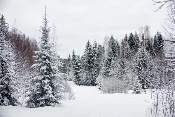 Paesaggio invernale. Foresta congelata — Foto Stock