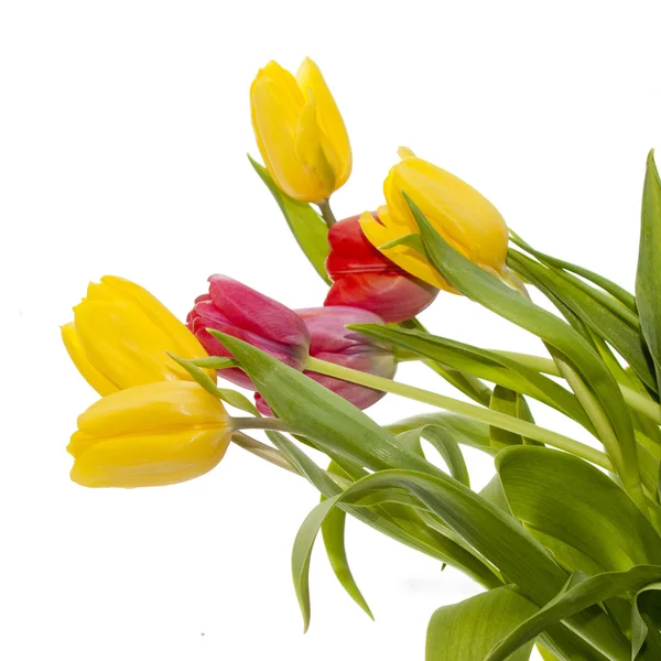 Ramo de tulipanes aislado sobre fondo blanco — Foto de Stock