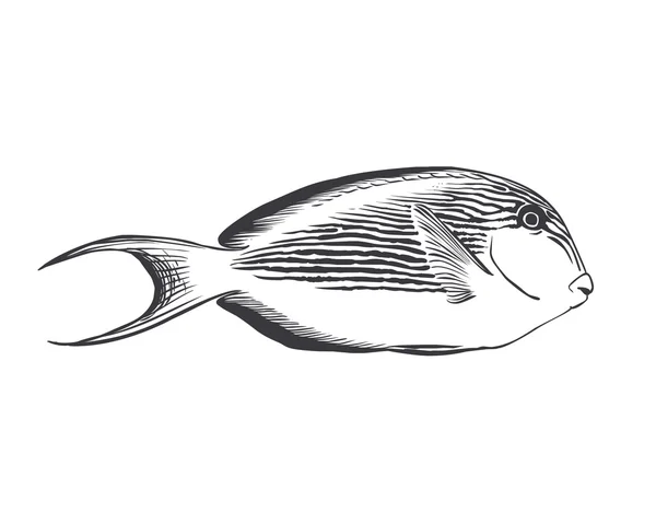 Ριγέ χειρουργός ψάρια — Διανυσματικό Αρχείο