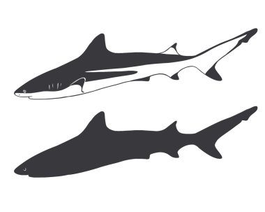 gri resif köpekbalığı.