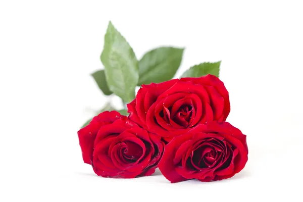 Rose rosse su sfondo bianco — Foto Stock